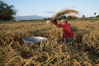 Arroz Morelos, en búsqueda de proteger su Denominación de Origen