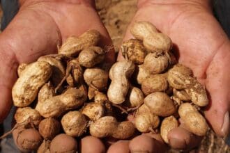 Cacahuate, el cacao de la tierra