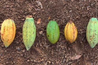 Xkik’: chocolate de origen 100% mexicano