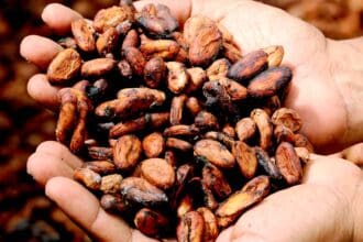 10 curiosidades del cacao que debes saber
