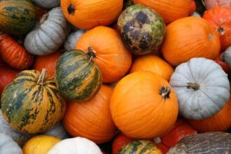 Tipos de calabazas en México