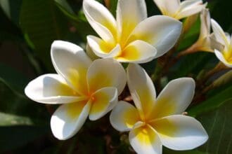 Flores comestibles, la primavera en la cocina
