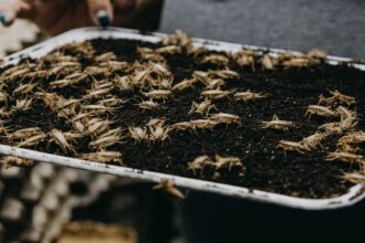 Griyum: proteína de grillo para una mejor alimentación