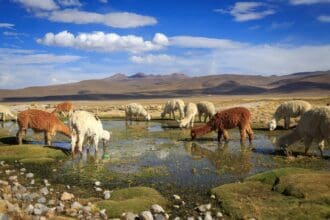 Arequipa, la Ciudad Blanca del Perú