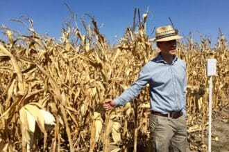 CIMMYT y Syngenta por la alimentación sostenible