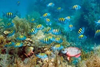 Tips para bucear en isla Martinica