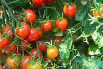 Frutas y verduras baby: antojos de un bocado