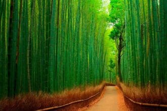 5 bosques encantados en el mundo
