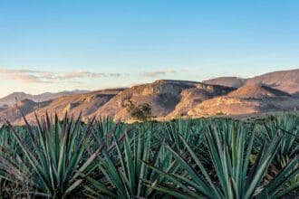 Mezcal: elixir de tiempo y sabiduría