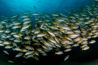 Que no te den gato por liebre al comer pescados