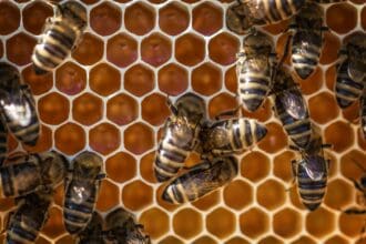 Día Mundial de las Abejas: ¿qué está pasando con este vital insecto?