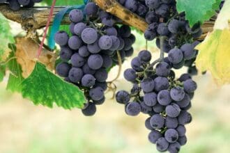 La relación entre vino de uva zinfandel y primitivo