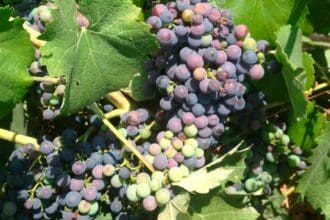 La DOP Vinos Alicante entre las mejores zonas de España