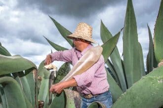 Sigue la ruta del pulque en Tlaxcala