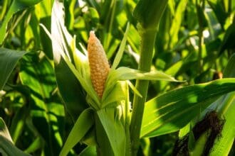 Al grano con la Milpa