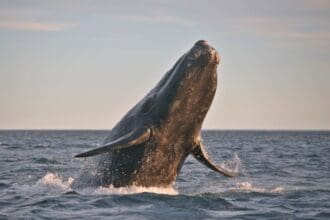 Ballena gris, gigante del mar