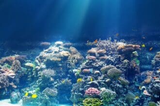 Quintana Roo celebra el 4to Festival de los Océanos