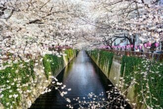 Hanami, la primavera en rosa
