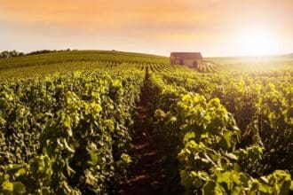 Rutas del vino en el mundo