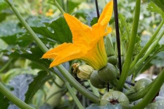 Las flores en la cocina: encanto mexicano natural
