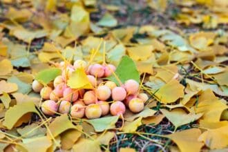 5 alimentos para mejorar la memoria