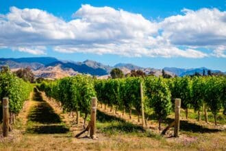 Soy Vino Mexicano estrena tienda online