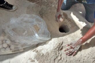 Tortuguitas en busca de hotel