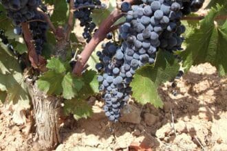 Congreso Monastrell reúne a los mejores vinos del mundo