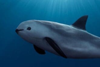 Aeroméxico en pro del rescate de la vaquita marina