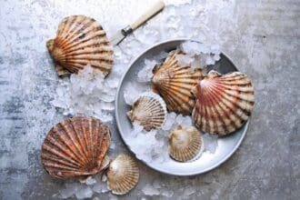Vieiras, regalos del océano