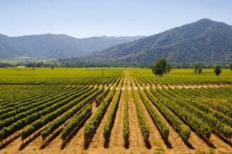 Vinos chilenos en México