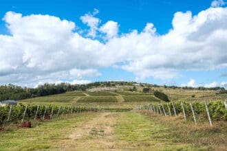 El tannat y otros vinos uruguayos