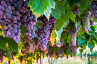 5 vinos de España que debes probar