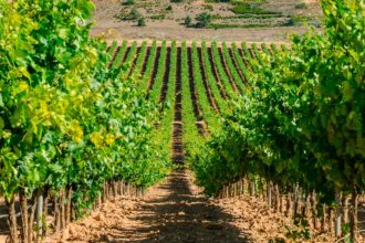 The Best of Ribera del Duero: los 20 vinos elegidos por los expertos