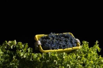 Poesía embotellada: 4 vinos de Napa Valley que te cautivarán
