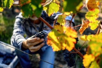 Vinos ecológicos: qué son, cómo se hacen y cómo identificarlos