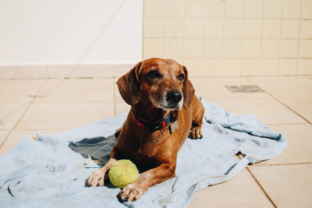 Hoteles-para-mascotas-Animal-Training