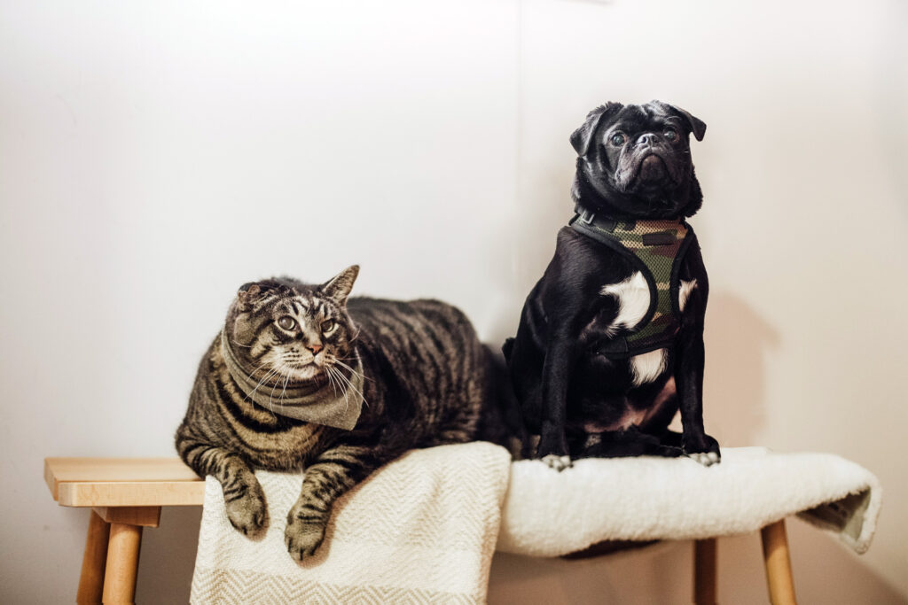 Hoteles-para-mascotas-Casa-Luna