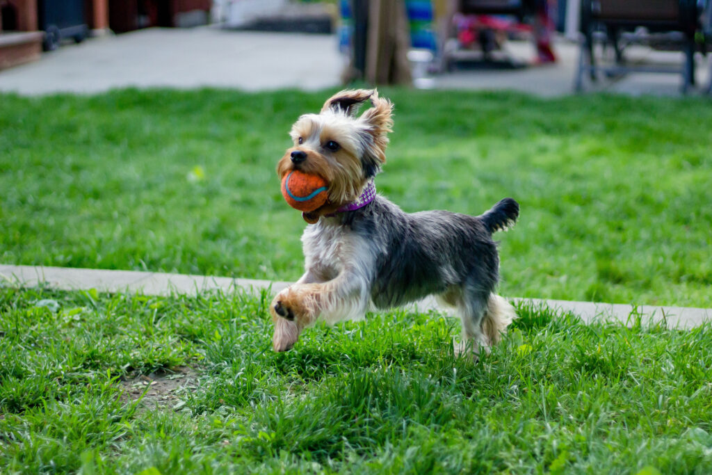 Hoteles-para-mascotas-ciudad-de-mexico-hund-haus