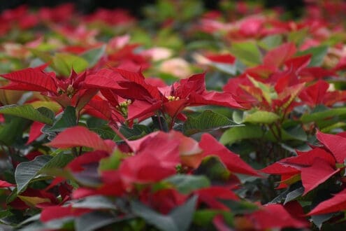 La flor de nochebuena y sus propiedades medicinales