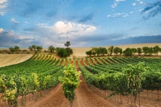 Vinos españoles: 5 etiquetas que deben estar en tu cava personal