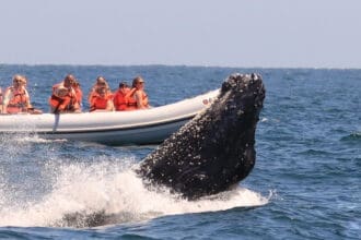 Todo sobre el avistamiento de ballenas en Puerto Vallarta