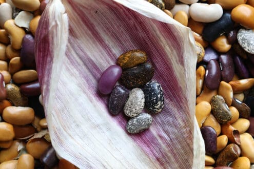 Ayocote arcoíris, el frijol más antiguo del mundo es mexicano