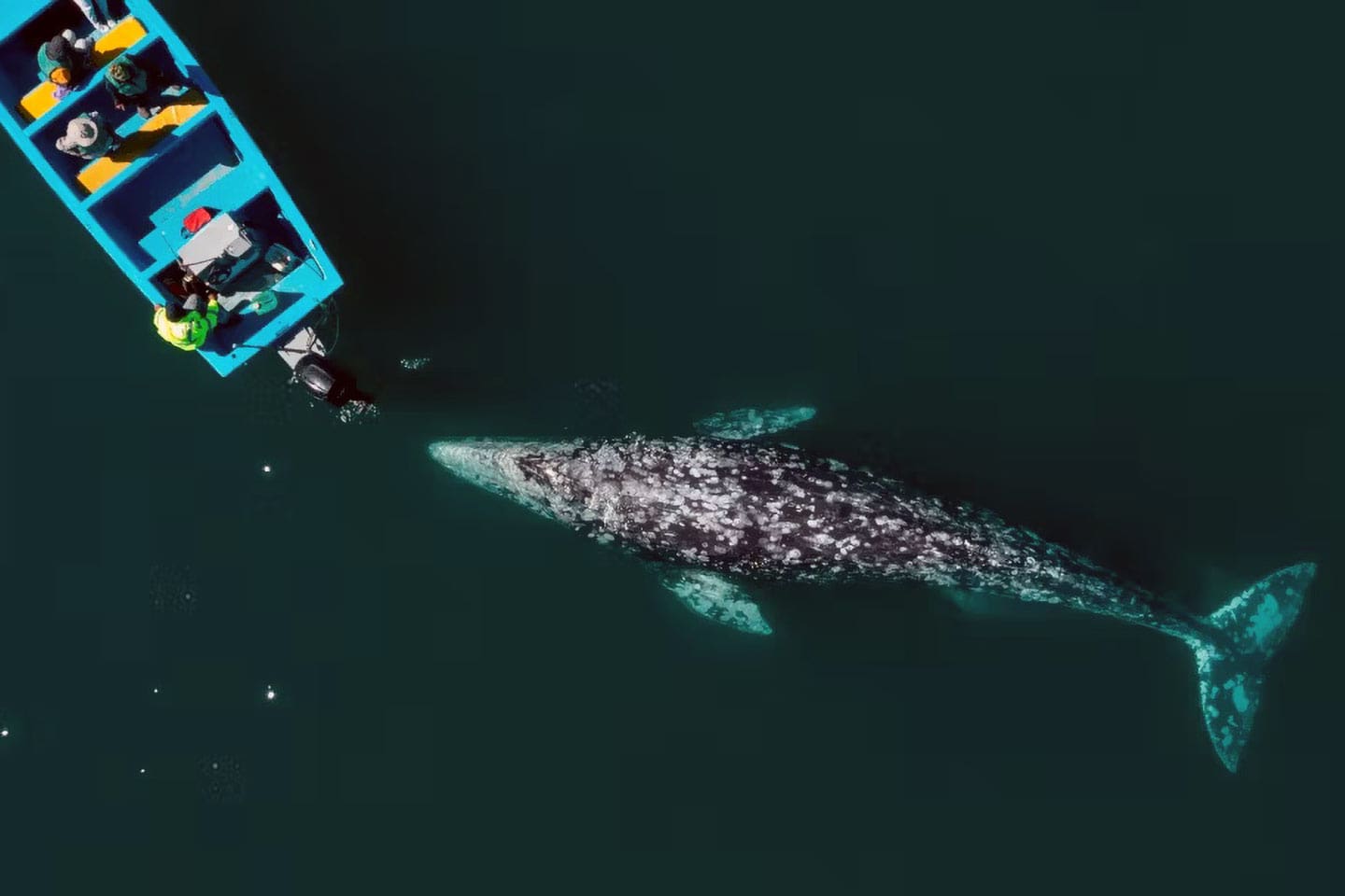 Dónde ver ballenas en México