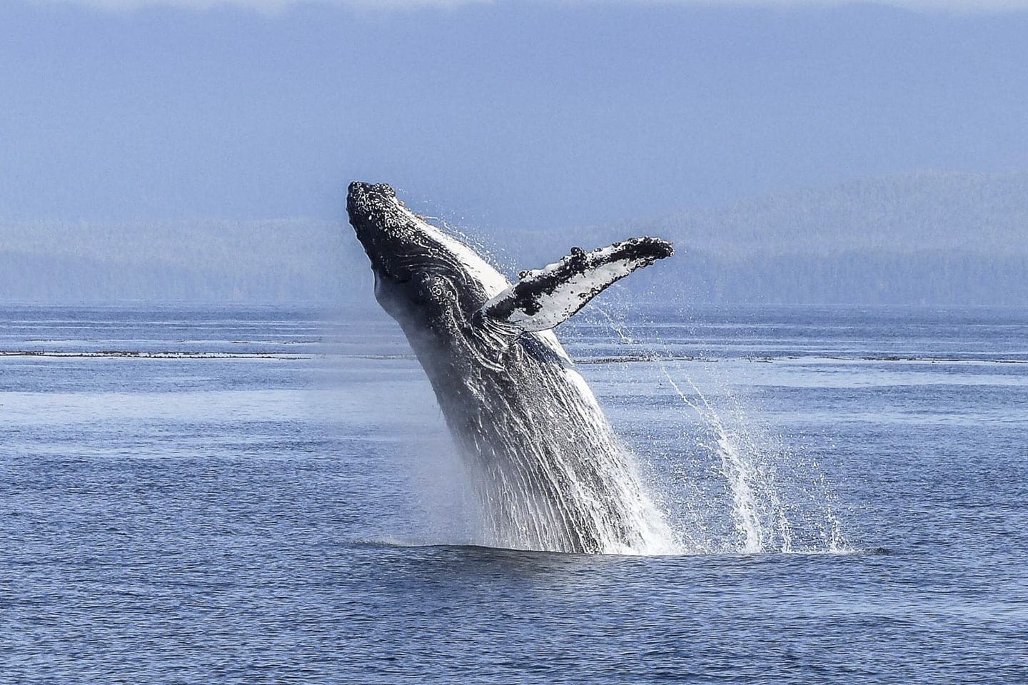 ver ballenas en México