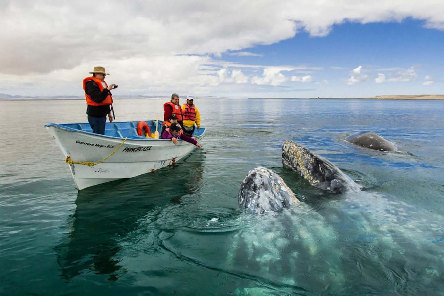 Dónde ver ballenas en México