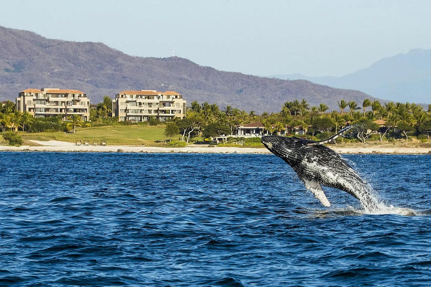 Dónde ver ballenas en México