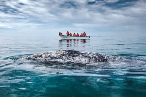 ¿Dónde ver ballenas en México? 5 lugares que te robarán suspiros