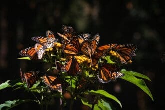 Santuarios de la mariposa monarca que puedes visitar en 2025