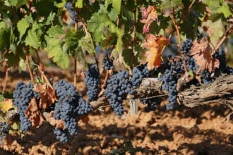 Los vinos de Ribera del Duero son favoritos entre los mexicanos, descubre por qué